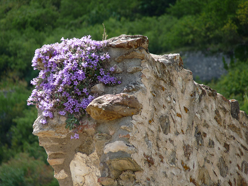 Peloponneso: Campanula topaliana